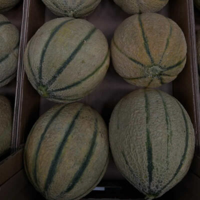 Meloni Retati Giallo Graffio